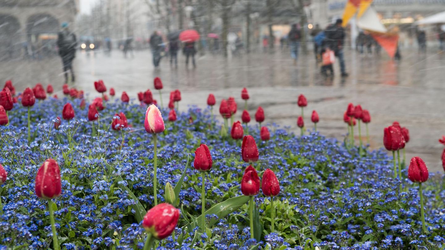 Wechselhaftes Wetter in Deutschland: Schneeflocken fegen im April in Stuttgart über ein Beet mit Tulpen hinweg