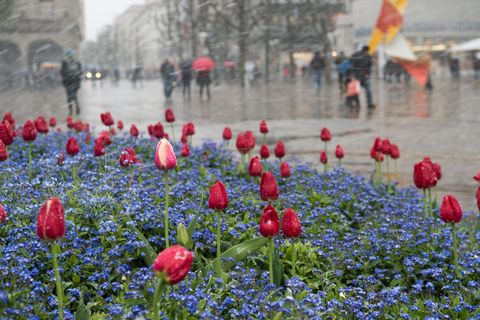 Wechselhaftes Wetter in Deutschland: Schneeflocken fegen im April in Stuttgart über ein Beet mit Tulpen hinweg