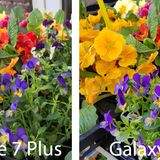 Das Galaxy S8 (rechts) neigt zu leuchtenderen Farben, wie man etwa an den Blüten und vor allem den grünen Blättern sieht. Ob einem das gefällt, ist Geschmackssache. Das iPhone 7 Plus legt eher Wert auf realistische Farben.