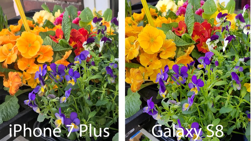 Das Galaxy S8 (rechts) neigt zu leuchtenderen Farben, wie man etwa an den Blüten und vor allem den grünen Blättern sieht. Ob einem das gefällt, ist Geschmackssache. Das iPhone 7 Plus legt eher Wert auf realistische Farben.