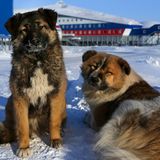 Die Maskottchen sind schon eingetroffen.