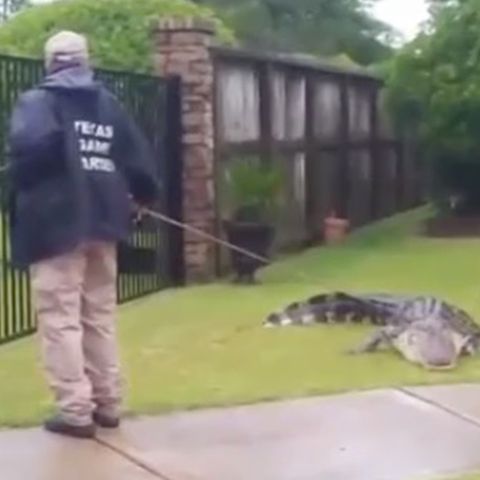 Nach Überschwemmungen in Texas: Riesiger Alligator verirrt sich in texanische Vorstadt