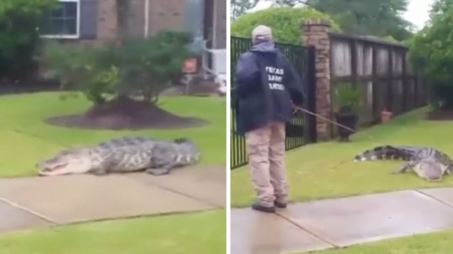 Alligator lässt sich im nieder und will nicht mehr gehen