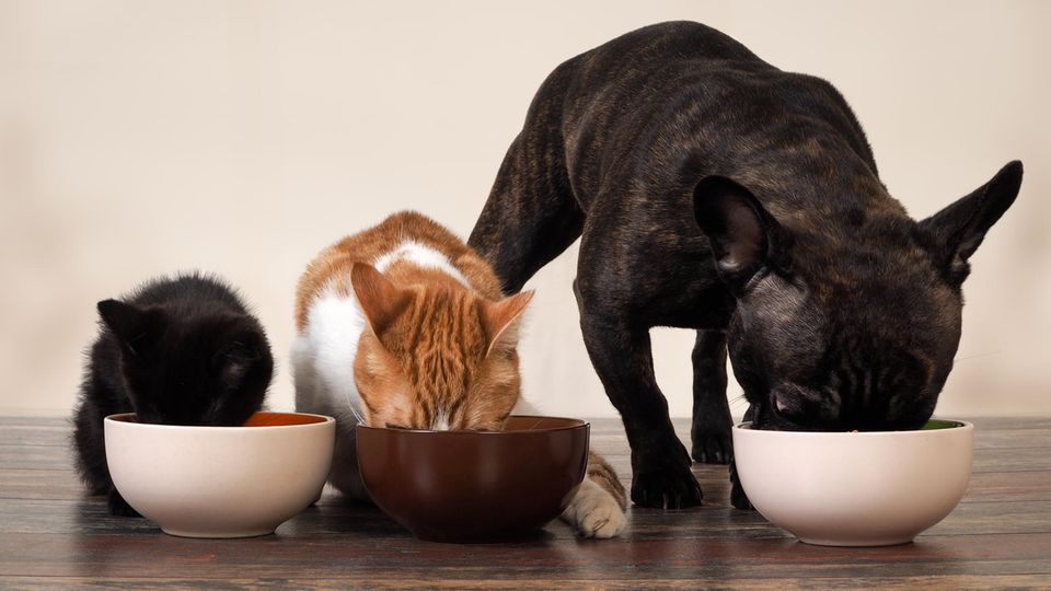 Hund und Katzen beim Fressen
