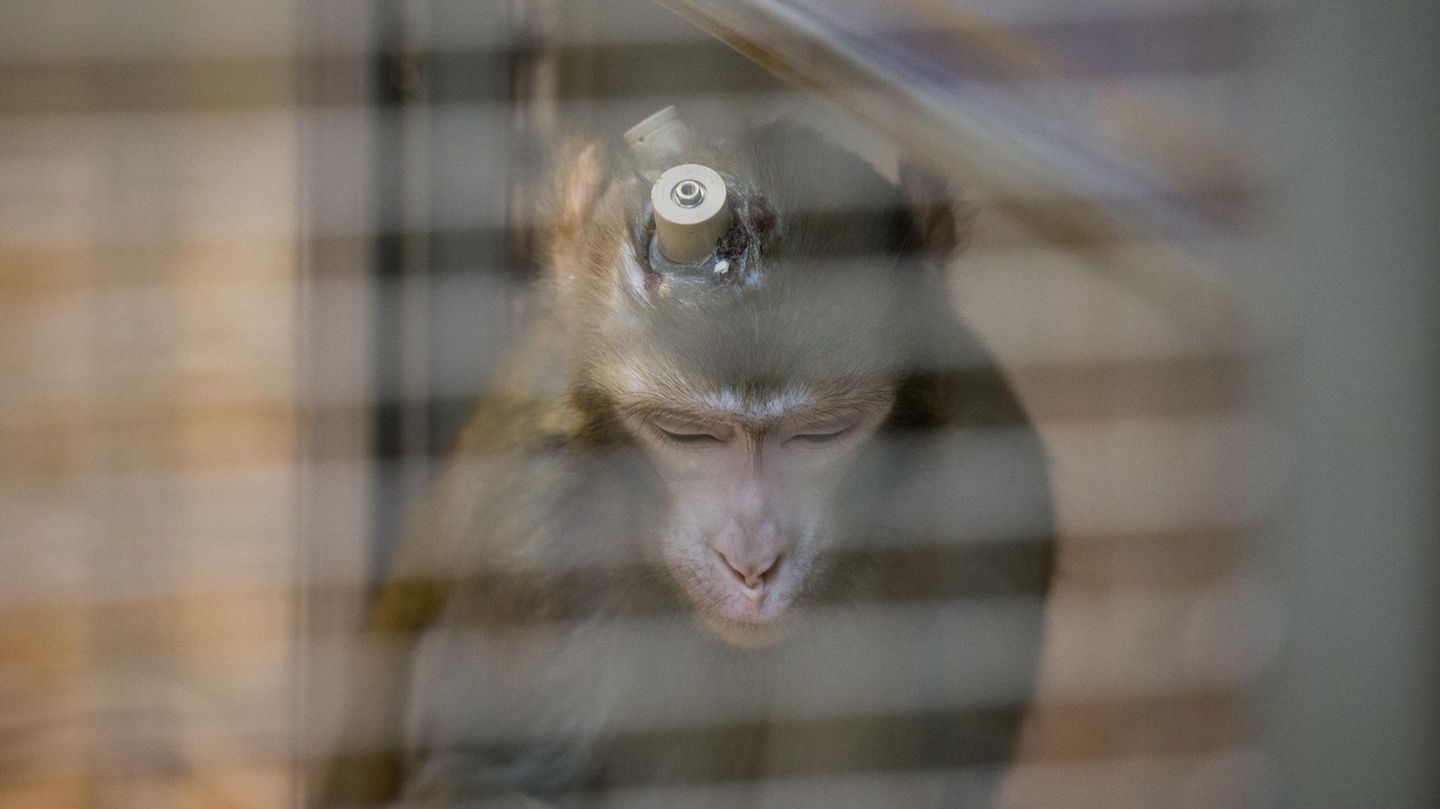 Rhesus-Affe mit Implantaten im Kopf