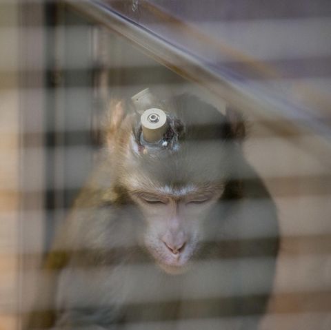 Rhesus-Affe mit Implantaten im Kopf