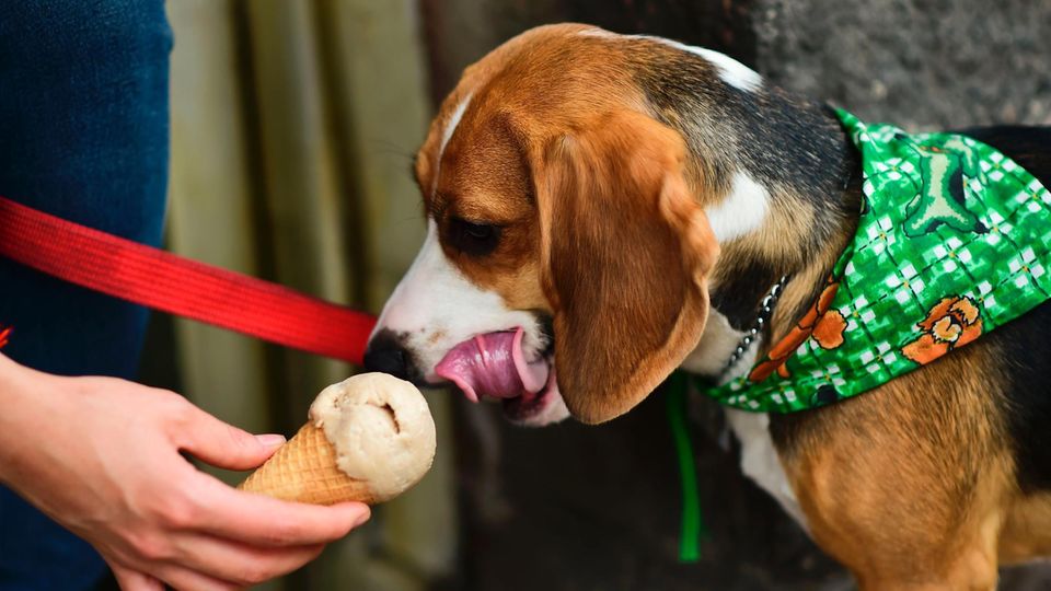 Hund isst Eis Hund isst Eis