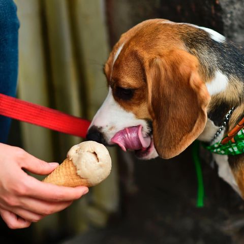 Hund isst Eis