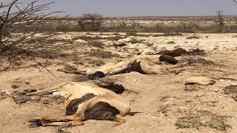 Totes Vieh in Somalia