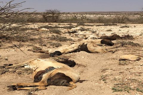 Totes Vieh in Somalia