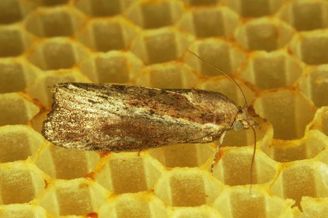 Grosse Wachsmotte oder Bienenwolf (Galleria mellonella) auf Wabe.
