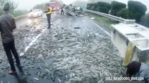 Unfall mit Fisch-Ladung