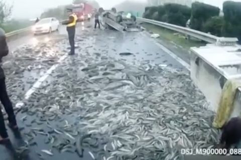 Unfall mit Fisch-Ladung