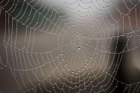 Ein Spinnennetz
