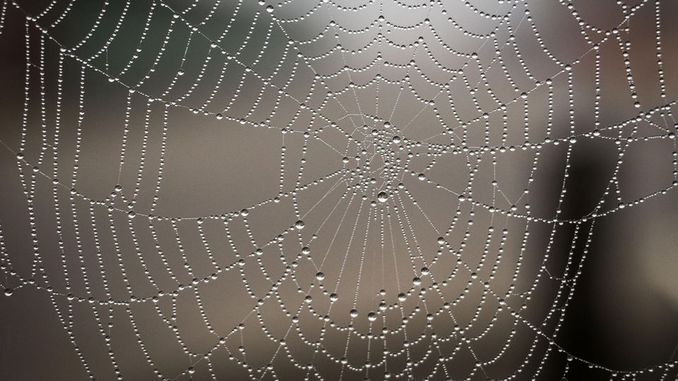 Ein Spinnennetz