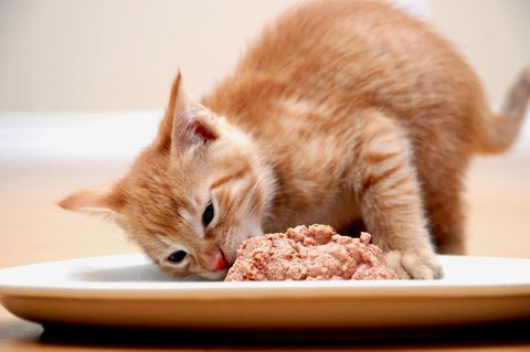 Katzenfutter bei Warentest