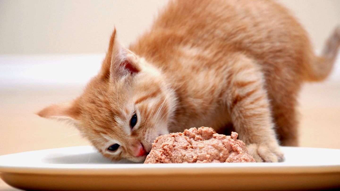 Katzenfutter bei Warentest