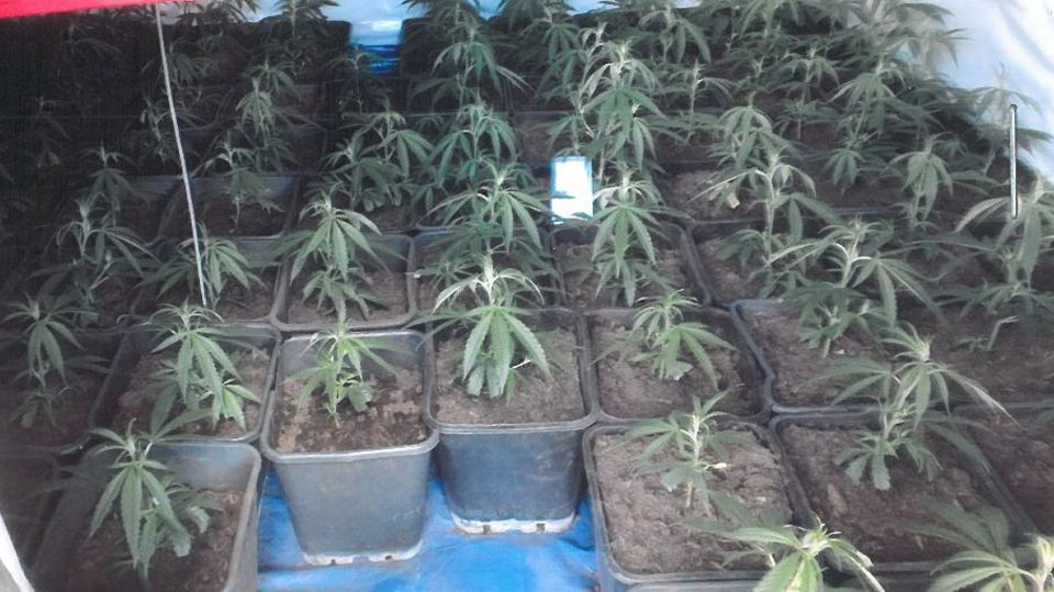 nachrichten deutschland marihuana düsseldorf nachrichten deutschland marihuana düsseldorf