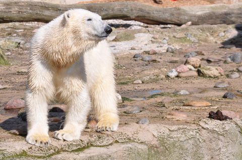 Eisbärmädchen Lili hat sich mit ihrer Mutter zerstritten und soll jetzt umziehen.