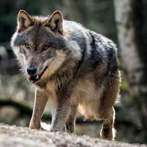 Dieser Wolf lebt in einem Gehege im Wildpark Schorfheide in Groß Schönebeck