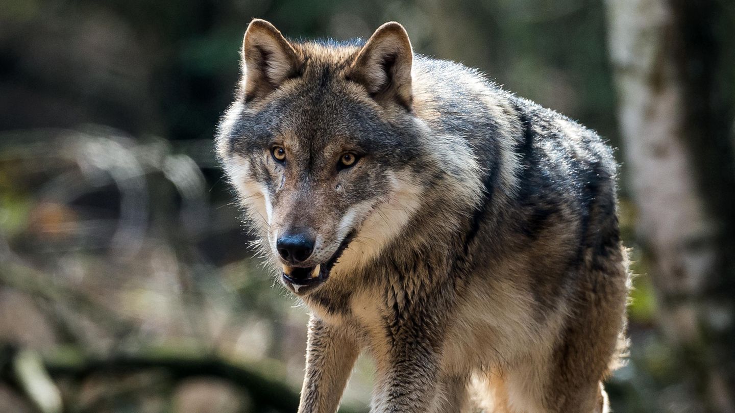 Dieser Wolf lebt in einem Gehege im Wildpark Schorfheide in Groß Schönebeck