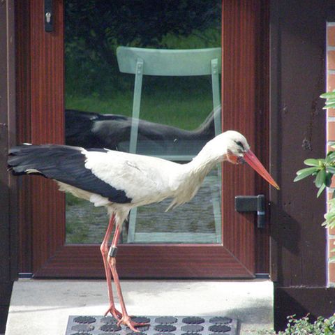 Problemstorch Ronny vor einer Terrassentür