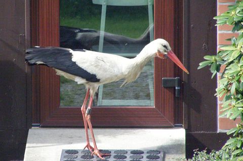 Problemstorch Ronny vor einer Terrassentür