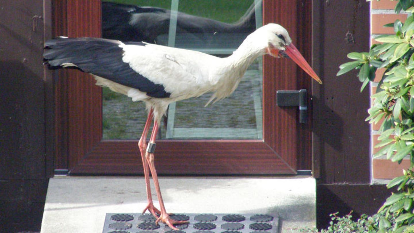Problemstorch Ronny vor einer Terrassentür