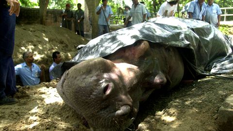Die traurige Bilanz der letzten Wochen im Nationalen Zoo von El Salvador: Vier tote Tiere. das Nildpferd Gustavito war ein Publikumsmagnet.