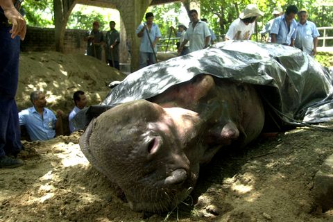 Die traurige Bilanz der letzten Wochen im Nationalen Zoo von El Salvador: Vier tote Tiere. das Nildpferd Gustavito war ein Publikumsmagnet.