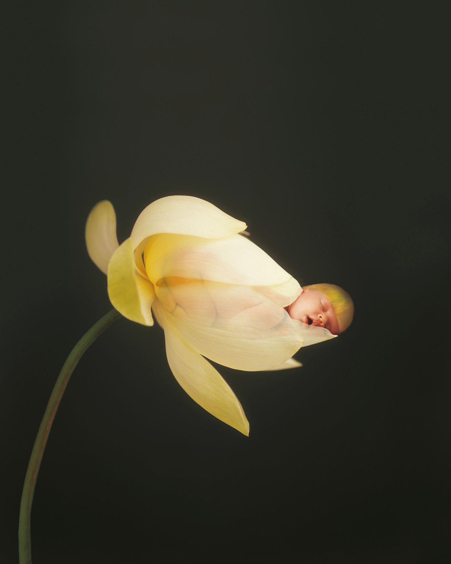 Anne Geddes "Small World"