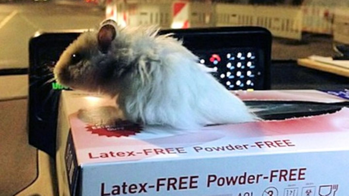 Hamster Henry in einer Pappschachtel auf dem Armaturenbrett eines Polizeiwagens