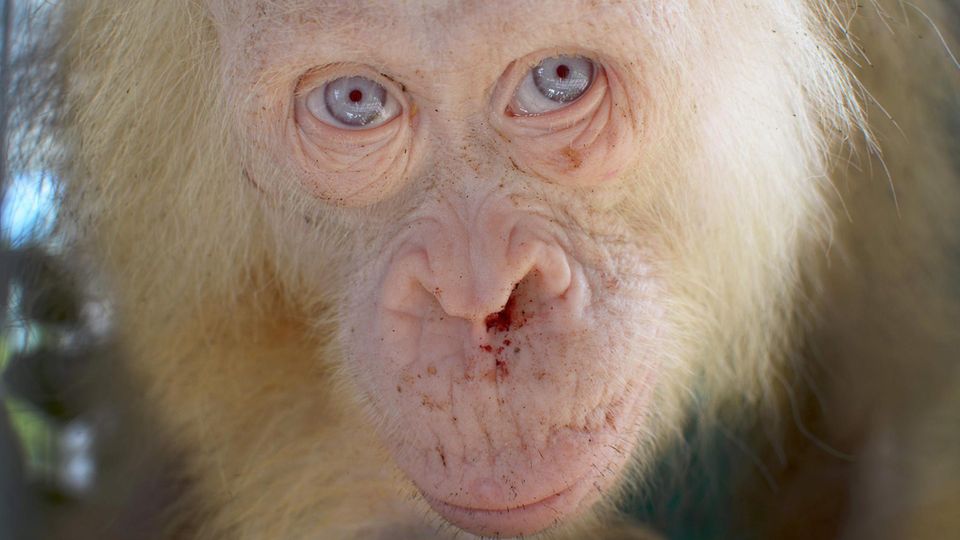 Auf Borneo wurde dieser seltene Orang-Utan entdeckt