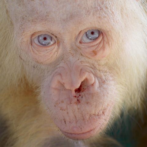 Auf Borneo wurde dieser seltene Orang-Utan entdeckt