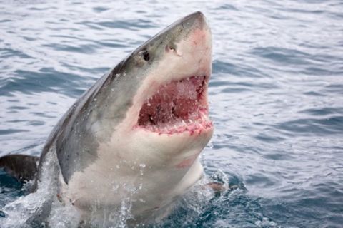 NEON Unnützes Wissen: Haie hören gern Metal - zehn skurrile Fakten über Haie