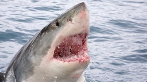 Video geht viral: Spektakuläre Aufnahmen: Meeresbiologin zeigt auf TikTok, wie man einen Hai beruhigt