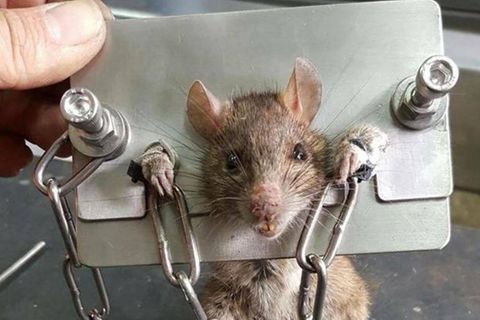 Eine Ratte wurde in Taiwan zwischen zwei Stahlbleche geklemmt