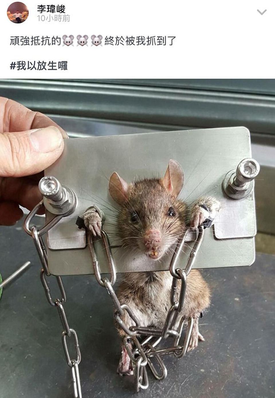 Taiwan: Mann sperrt Ratte in ein Folterinstrument