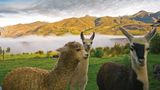 Belmond Andean Explorer