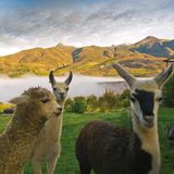 Belmond Andean Explorer