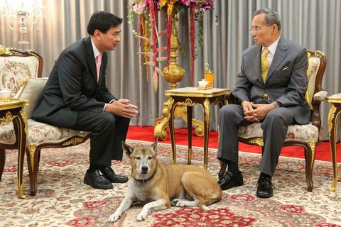 Thong Daeng war der Lieblingshund von König Bhumibol (r.). Wer sich über ihn lustig machte, musste mit sehr ernsthaften Konsequenzen rechnen.
