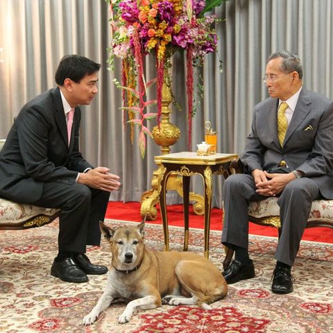 Thong Daeng war der Lieblingshund von König Bhumibol (r.). Wer sich über ihn lustig machte, musste mit sehr ernsthaften Konsequenzen rechnen.