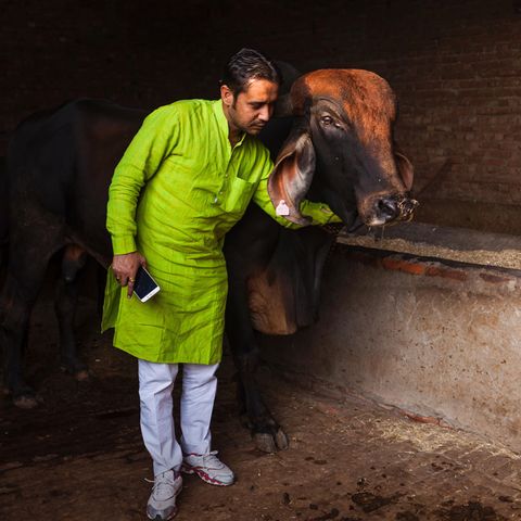 Naveen Sharma sorgt in Indien dafür, dass es Kuh "Honey Singh" im Kuhhospiz an nichts fehlt