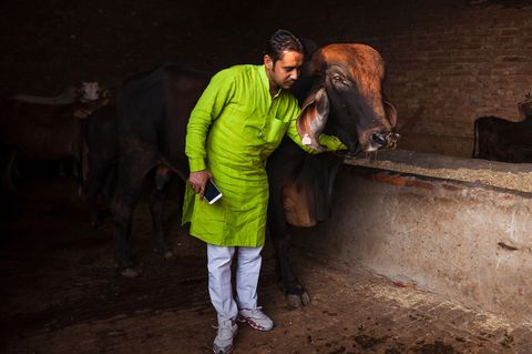 Naveen Sharma sorgt in Indien dafür, dass es Kuh "Honey Singh" im Kuhhospiz an nichts fehlt