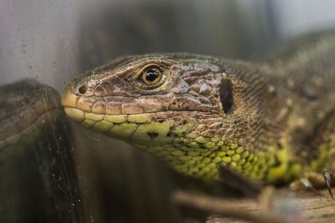 Die Zauneidechse, Lucerta agilis, muss für Stuttgart 21 umgesiedelt werden