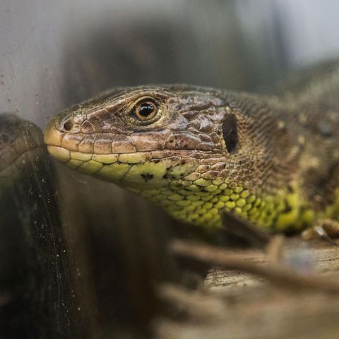Die Zauneidechse, Lucerta agilis, muss für Stuttgart 21 umgesiedelt werden