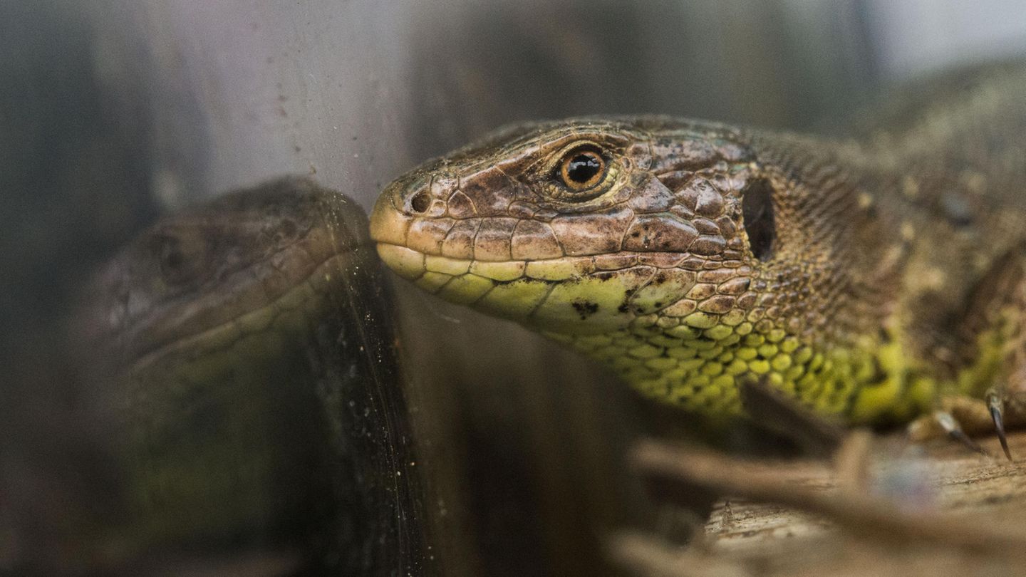 Die Zauneidechse, Lucerta agilis, muss für Stuttgart 21 umgesiedelt werden