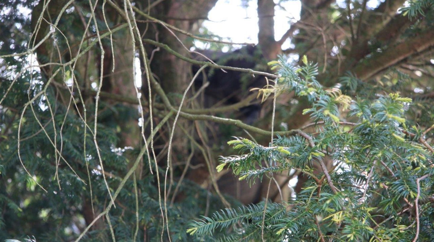 In diesem Baum in Mönchengladbach steckte ein toter Mann wochenlang unentdeckt