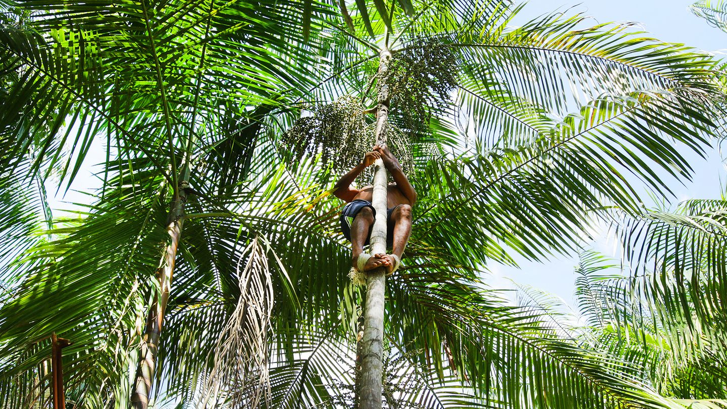 Amazonasfrucht Açaí