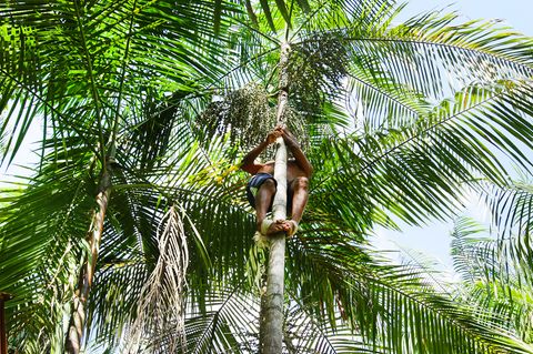 Amazonasfrucht Açaí